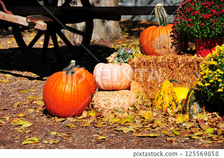 decorative pumpkins for halloween decorative pumpkins for halloween 125569858