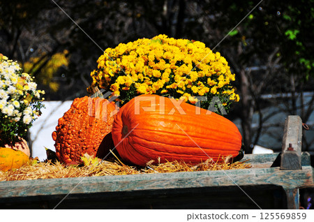 decorative pumpkins for halloween decorative pumpkins for halloween 125569859
