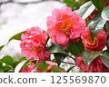 雪山茶花 125569870