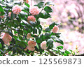 雪山茶花 125569873