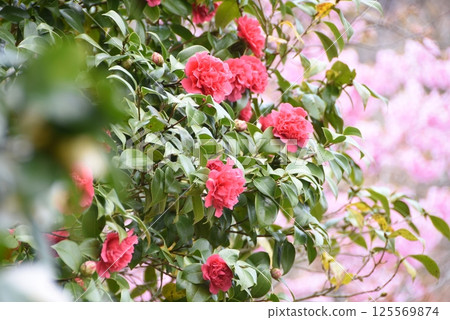 Snow camellia 125569874