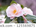 雪山茶花 125569875