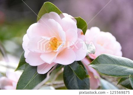 Snow camellia 125569875