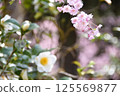 雪山茶花和櫻花 125569877