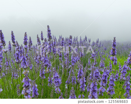 Lavender in the mist at Aoyama Plateau Herb Garden 125569883