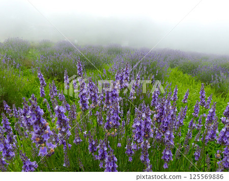 青山高原香草園的薰衣草霧氣瀰漫 125569886