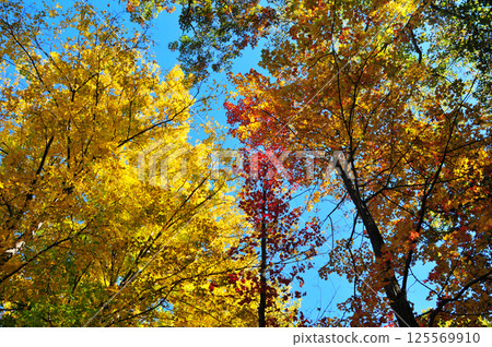 leaves of different colors in the woods in autumn 125569910