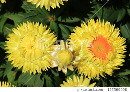 Helichrysum (Cololo Jumbo) flower Helichrysum (Cololo Jumbo) flower 125569998
