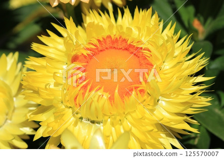 蠟菊(Cololo Jumbo)花 蠟菊(Cololo Jumbo)花 125570007