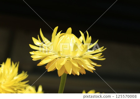 蠟菊（Cololo Jumbo）花 125570008