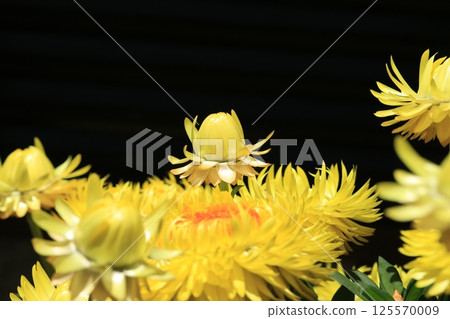 蠟菊（Cololo Jumbo）花 125570009