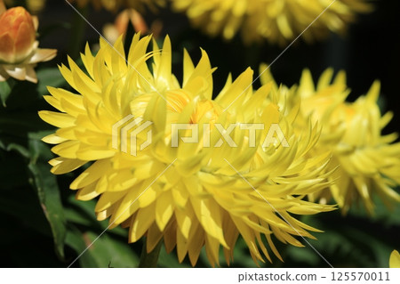 蠟菊（Cololo Jumbo）花 125570011