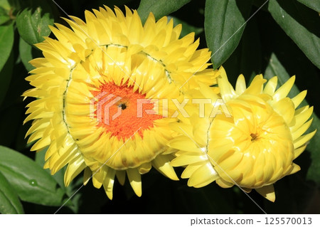 Helichrysum (Cololo Jumbo) flower Helichrysum (Cololo Jumbo) flower 125570013