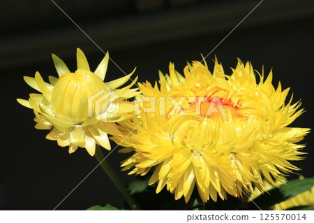 Helichrysum (Cololo Jumbo) flower 125570014