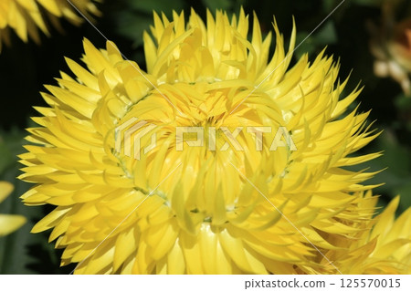 蠟菊（Cololo Jumbo）花 125570015