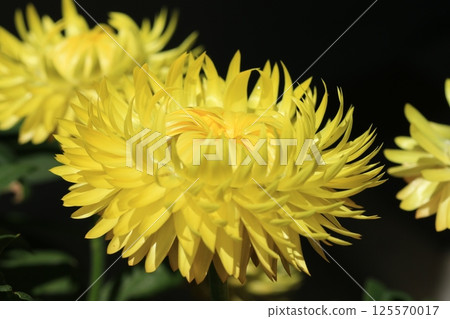 蠟菊（Cololo Jumbo）花 125570017