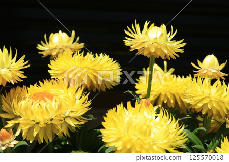 蠟菊（Cololo Jumbo）花 125570018