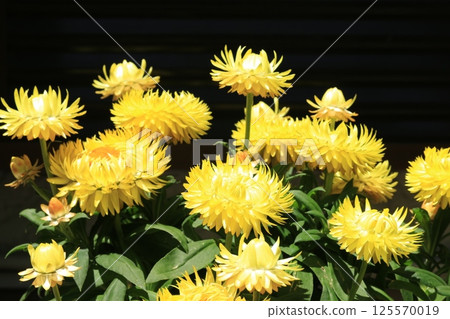 Helichrysum (Cololo Jumbo) flower 125570019