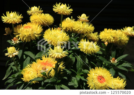 蠟菊(Cololo Jumbo)花 蠟菊(Cololo Jumbo)花 125570020