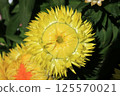 Helichrysum (Cololo Jumbo) flower 125570021