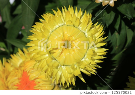 Helichrysum (Cololo Jumbo) flower Helichrysum (Cololo Jumbo) flower 125570021