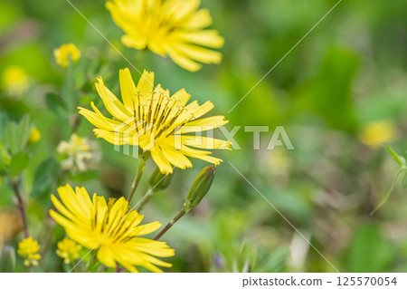 Onita Birako 125570054