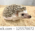 Hedgehog 125570072