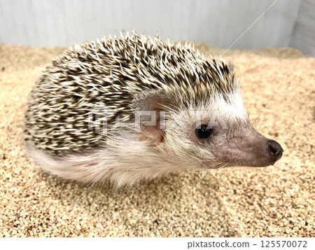 Hedgehog 125570072