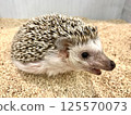 Hedgehog with open mouth 125570073