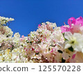 Azalea and blue sky 125570228