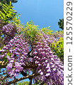 Wisteria flowers shining in the blue sky 125570229