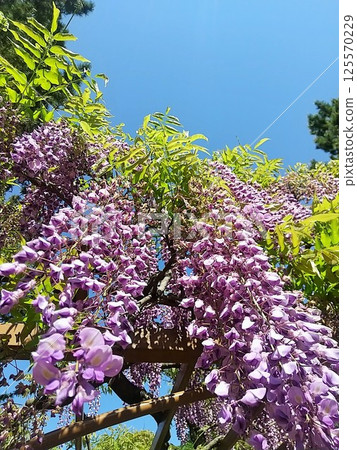 Wisteria flowers shining in the blue sky 125570229
