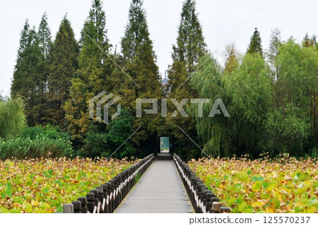 Photo of a wooden boardwalk in the lotus pond leading to the woods in the distance 125570237