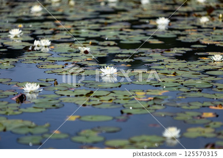 Water lotus Water lotus 125570315