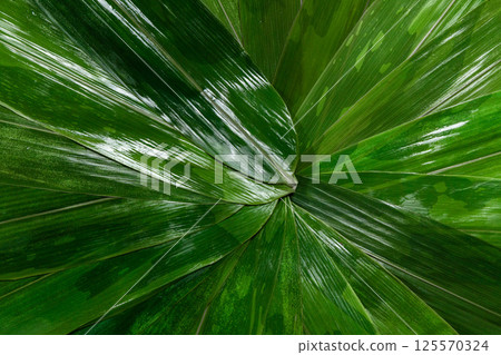 Fresh green zongzi leaves arranged radially with water drops 125570324