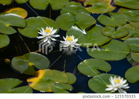 Water lotus Water lotus 125570335