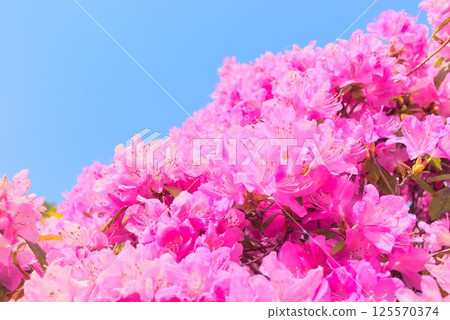 藍天白雲下盛開的杜鵑花 125570374