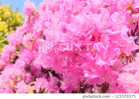 藍天白雲下盛開的杜鵑花 125570375