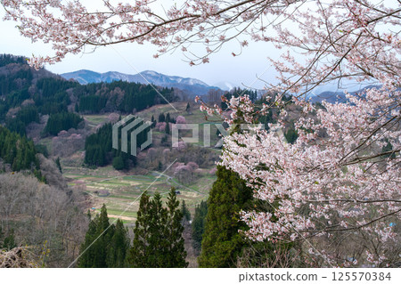 櫻花和雪山 櫻花和雪山 125570384