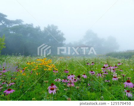 霧氣瀰漫的青山高原藥草園中的紫錐菊 霧氣瀰漫的青山高原藥草園中的紫錐菊 125570450
