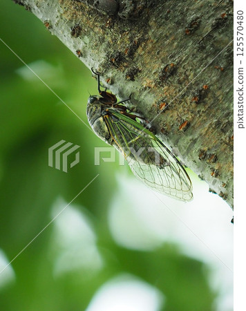 Summer vacation image (Kumazemi) Summer vacation image (Kumazemi) 125570480