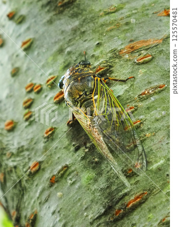 暑假形象(Kumazemi) 暑假形象(Kumazemi) 125570481