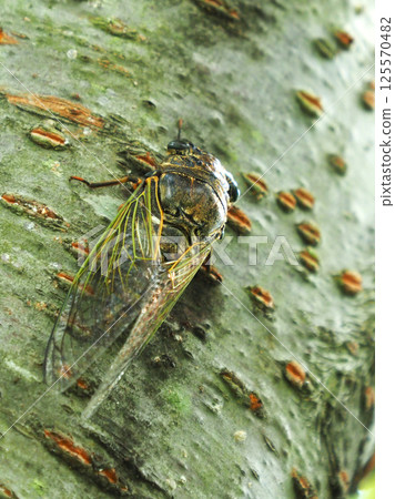 Summer vacation image (Kumazemi) 125570482