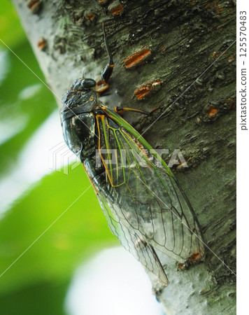 暑假形象（Kumazemi） 125570483