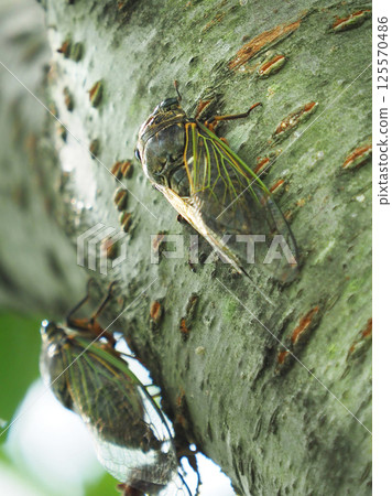 暑假形象(Kumazemi) 暑假形象(Kumazemi) 125570486