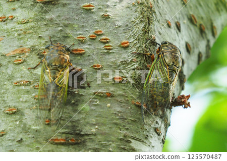 Summer vacation image (Kumazemi) 125570487