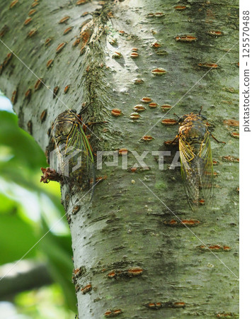 Summer vacation image (Kumazemi) Summer vacation image (Kumazemi) 125570488