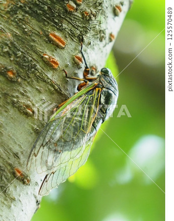 Summer vacation image (Kumazemi) 125570489