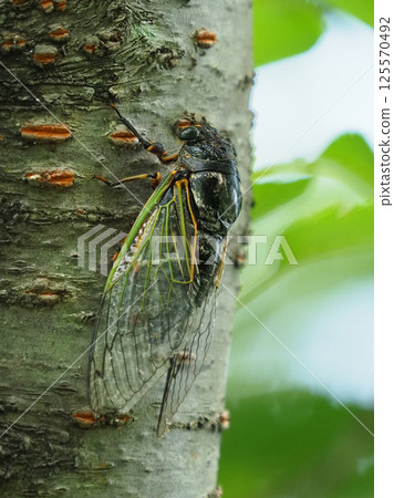 Summer vacation image (Kumazemi) 125570492