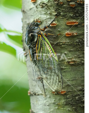 暑假形象（Kumazemi） 125570493